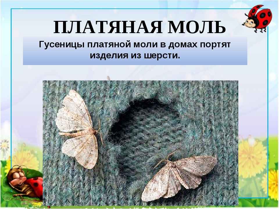 На фото описано про платяную моль